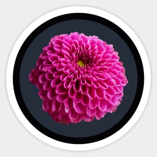 Dark Pink Ball Dahlia Flower Circle Frame Sticker